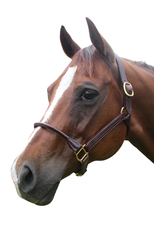 TS SALE/SHOW LEATHER HALTER WITH ROLLED NOSE