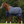 Saxon Defiant 600D Standard Neck Turnout Medium