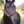 A  leather horse lead with solid stainless steel chrome hardware and detailed stitching.