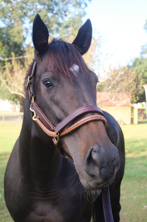 A  leather horse lead with solid stainless steel chrome hardware and detailed stitching.