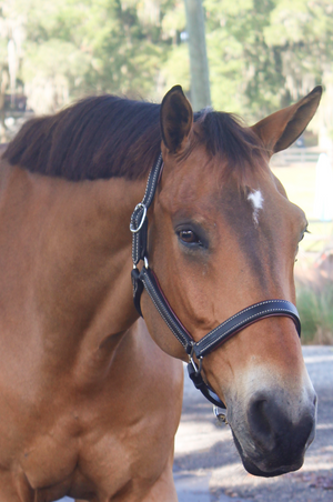 Custom Padded leather halter with brass or chrome hardware, handmade