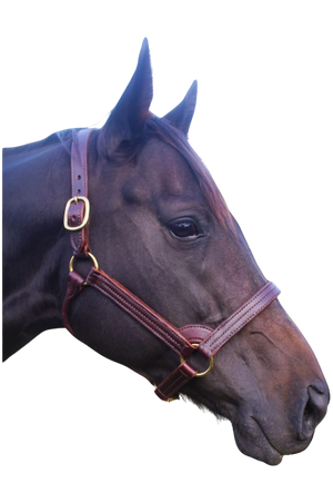 A brown leather horse stallion halter with solid brass hardware, shown on a horse's head.