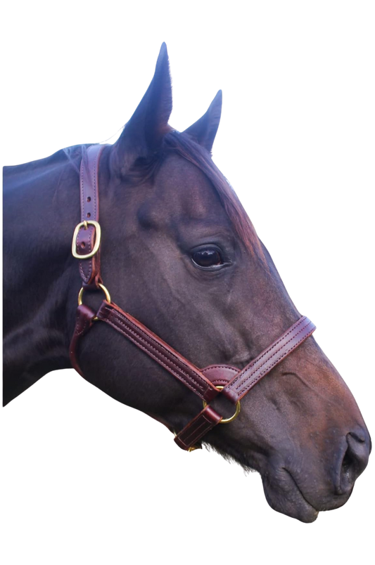 TS STALLION LEATHER HALTER