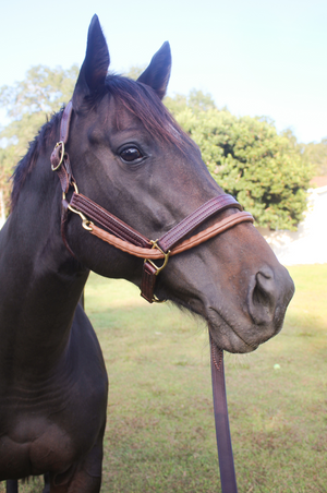 A  leather horse lead with solid stainless steel chrome hardware and detailed stitching.