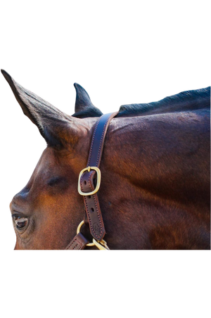 A brown leather halter crown on a horse's head.