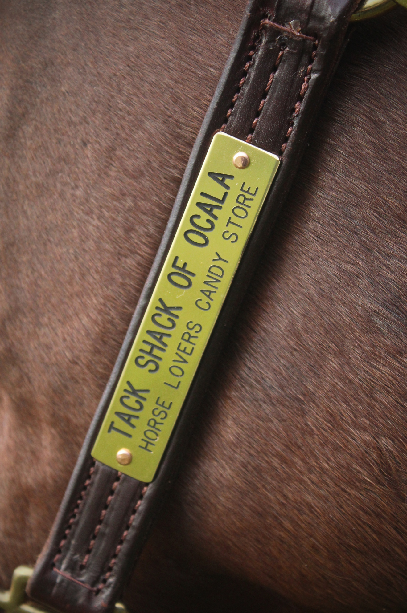 TS LEATHER TURN OUT HALTER