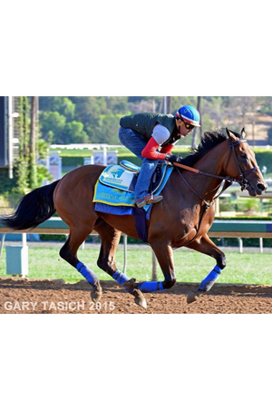 race horse