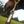 TS Leather Shank