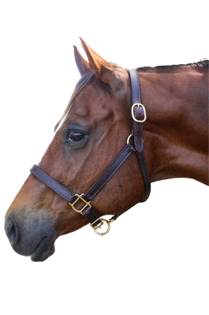 TS Leather Turn Out Halter Adjustable Chin