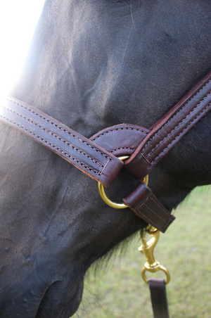 A brown leather stallion horse halter with solid brass hardware, shown on a horse's head.