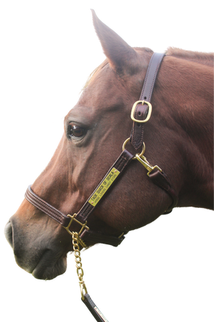 A brown horse wearing a brown leather halter with solid brass hardware.