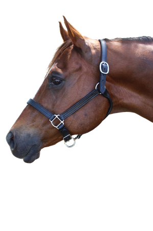 TS Sale/Show Leather Halter Adjustable Chin