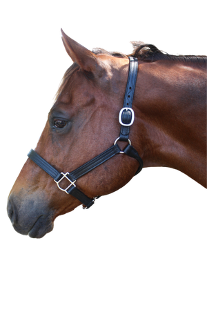 A brown leather horse halter with solid brass hardware, displayed on a horse.