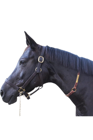 A brown leather neck strap with a brass name plate on a horse, used for identification.