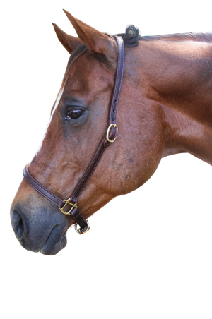 A brown horse wearing a black grooming halter with silver-colored buckles.