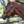 TS LEATHER TURN OUT HALTER ADJUSTABLE CHIN WITH SNAP