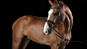 Brown horse with a white blaze on its face against a black background
