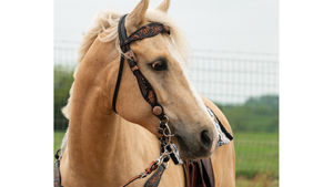 Beige horse wearing a bridle with a blurred background