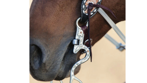 Close-up of a horse's head wearing a bridle with intricate details.