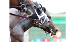 Two horses racing side by side with a blurred background