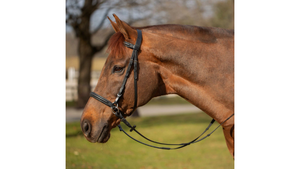 Brown horse wearing a bridle in an outdoor setting with trees and grass.