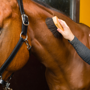 Person grooming a horse with a brush in a stable setting