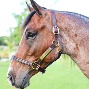 Close-up of a horse wearing a bridle with a blurred green background