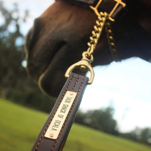 Horse bridle with a leather strap and gold chain, set against a natural background.