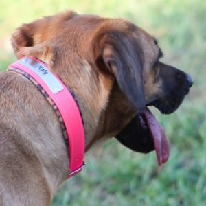 Dog wearing a pink collar with a blurred green background