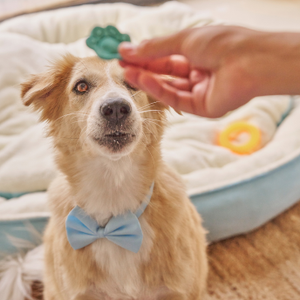 Dog wearing a blue bow tie sitting on a soft surface with a hand holding a treat.