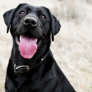 Black dog with a pink tongue sitting outdoors