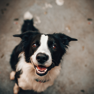 Black and white dog looking up at the camera on a concrete surface