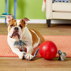 Dog playing with a red ball and blue toy on a wooden floor.