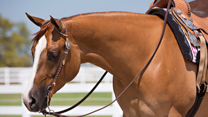 Brown horse with a bridle and saddle in an outdoor setting