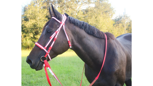 Horse wearing a red bridle in an outdoor setting with trees in the background