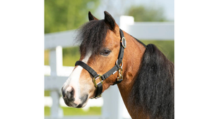 Horse wearing a bridle in an outdoor setting with a white fence and greenery.