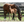 TS Leather Figure 8 Foal Halter