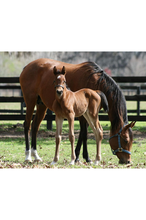 TS Leather Figure 8 Foal Halter