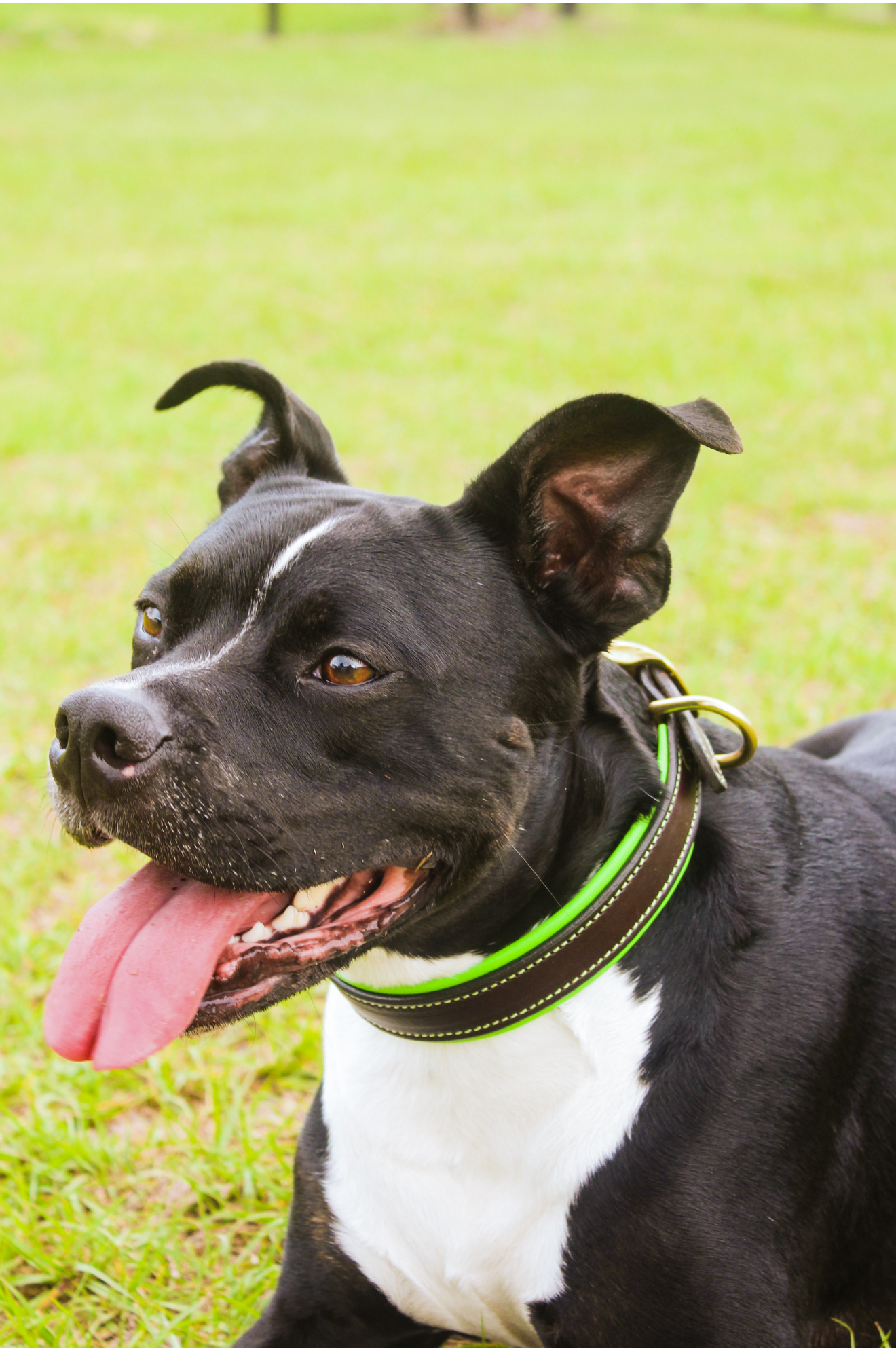 TS CUSTOM LEATHER DOG COLLAR