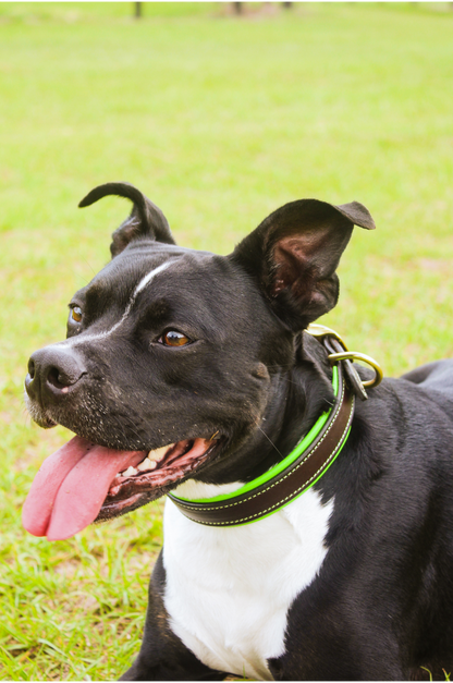 TS CUSTOM LEATHER DOG COLLAR