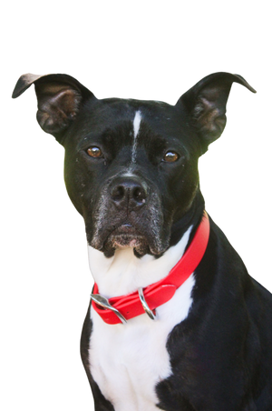 A dog wearing a biothane collar with brass hardware including a buckle and a D-ring.