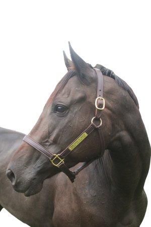 TS Leather Turn Out Halter