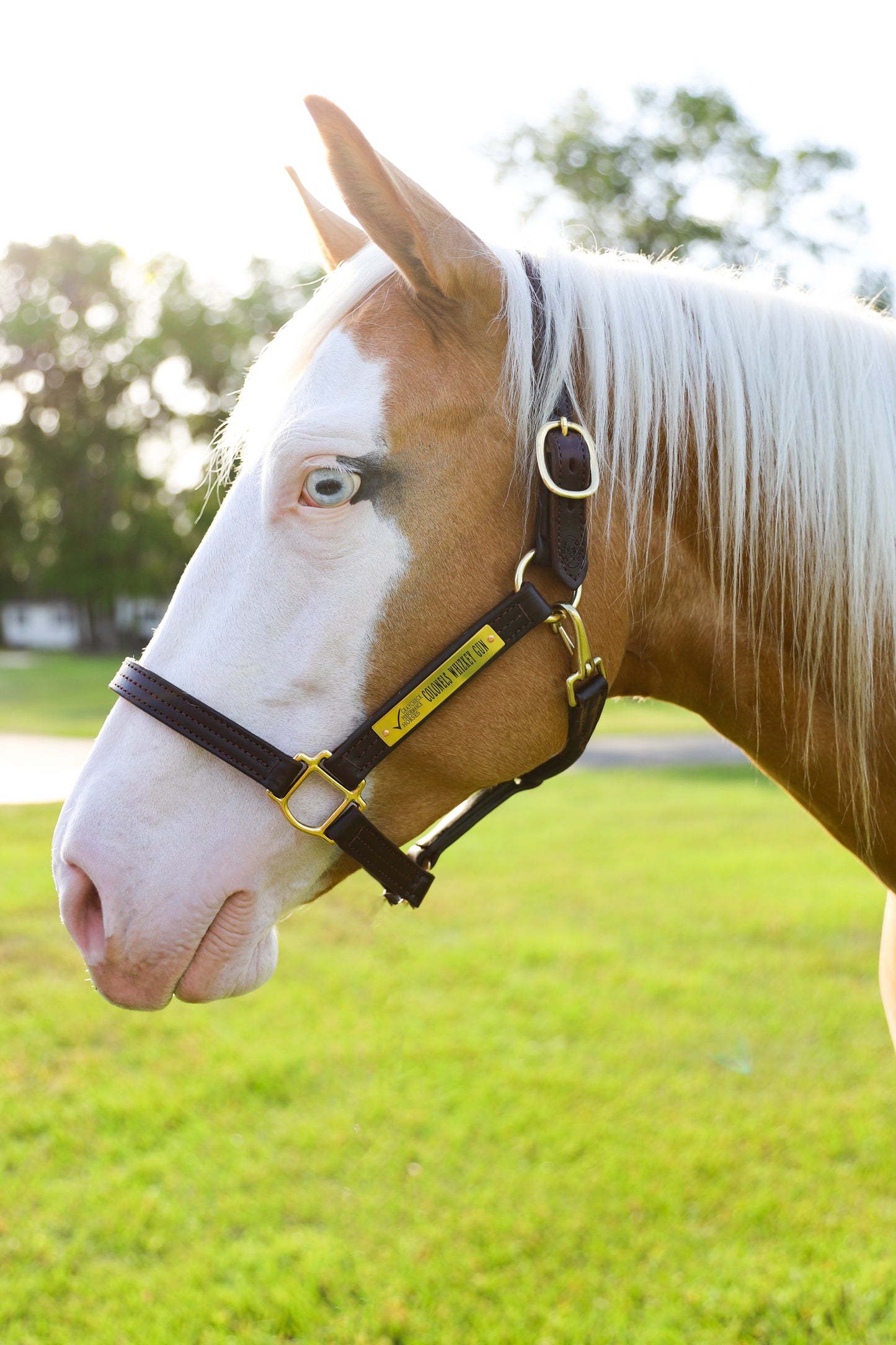 A brown leather  horse halter with solid brass hardware, shown on a horse's head.