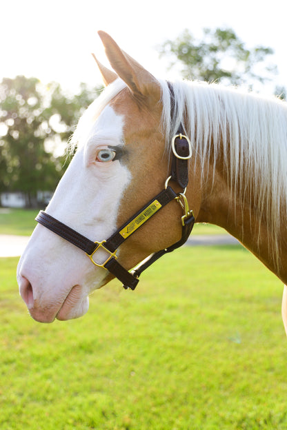 A brown leather  horse halter with solid brass hardware, shown on a horse's head.
