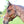 A brown leather  horse halter with solid brass hardware, shown on a horse's head.