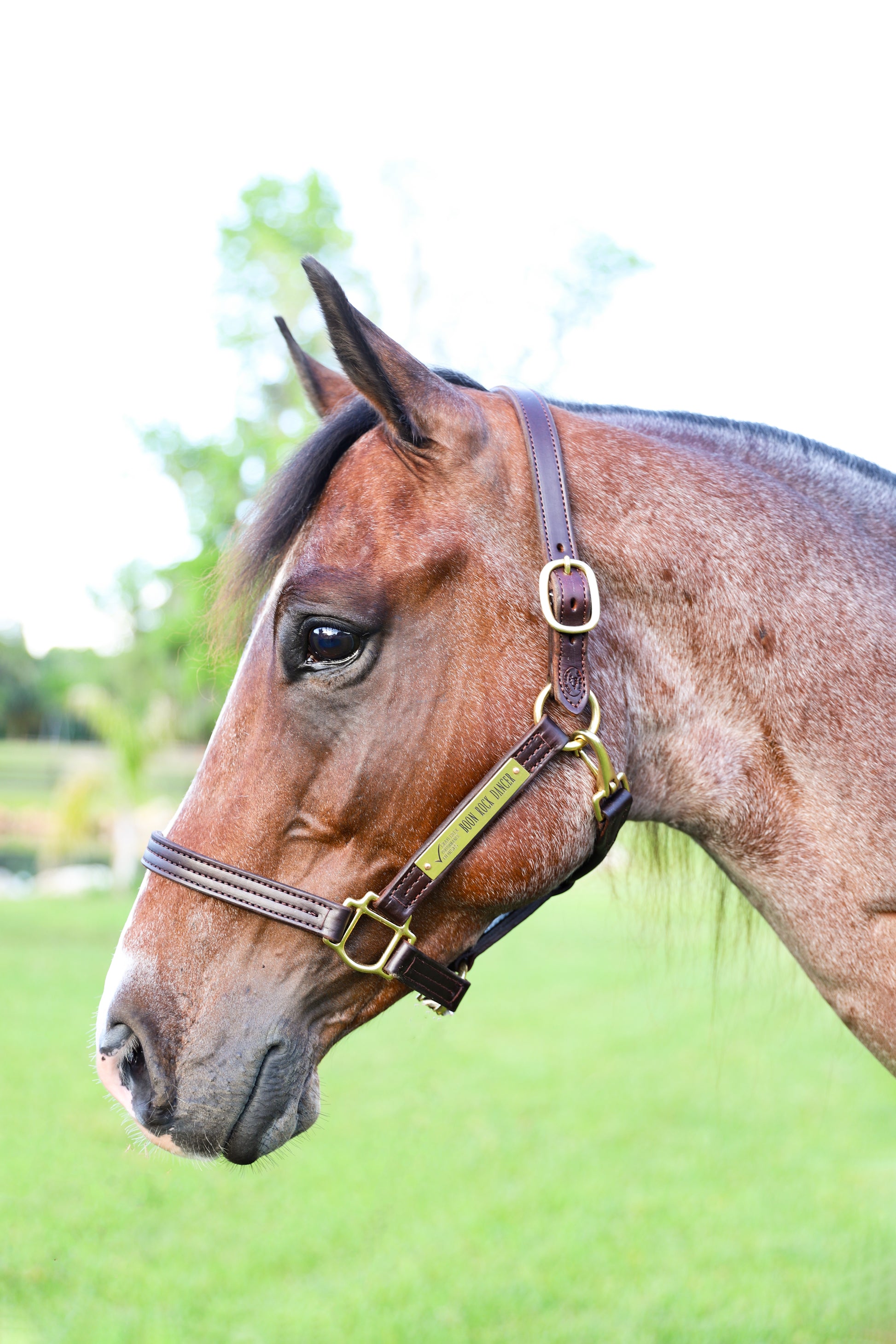 A brown leather  horse halter with solid brass hardware, shown on a horse's head.