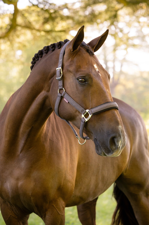 Heritage Halter - F2026