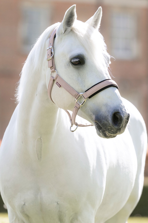 Heritage Halter - F2026