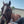 Tiger's Tongue Horse Groomer