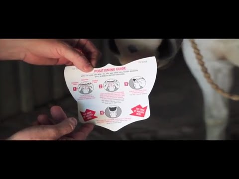 A single black FLAIR nasal strip designed for horses, showing the textured adhesive surface.